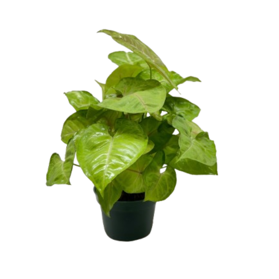 Syngonium Cream Allusion - House Plant Shop