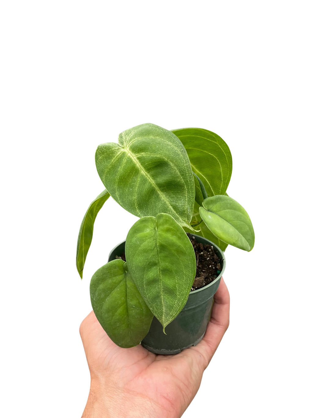 Syngonium 'Ice Frost' - House Plant Shop