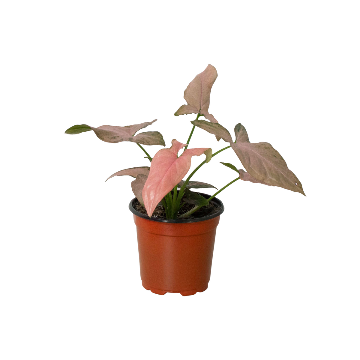 Syngonium 'Pink Splash' - 4" Pot - House Plant Shop