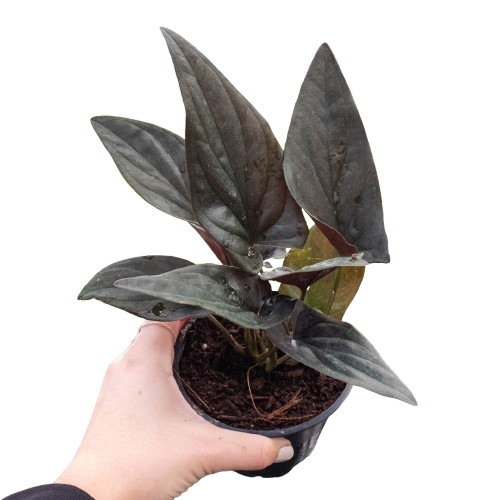 Syngonium 'Red Arrow' - House Plant Shop