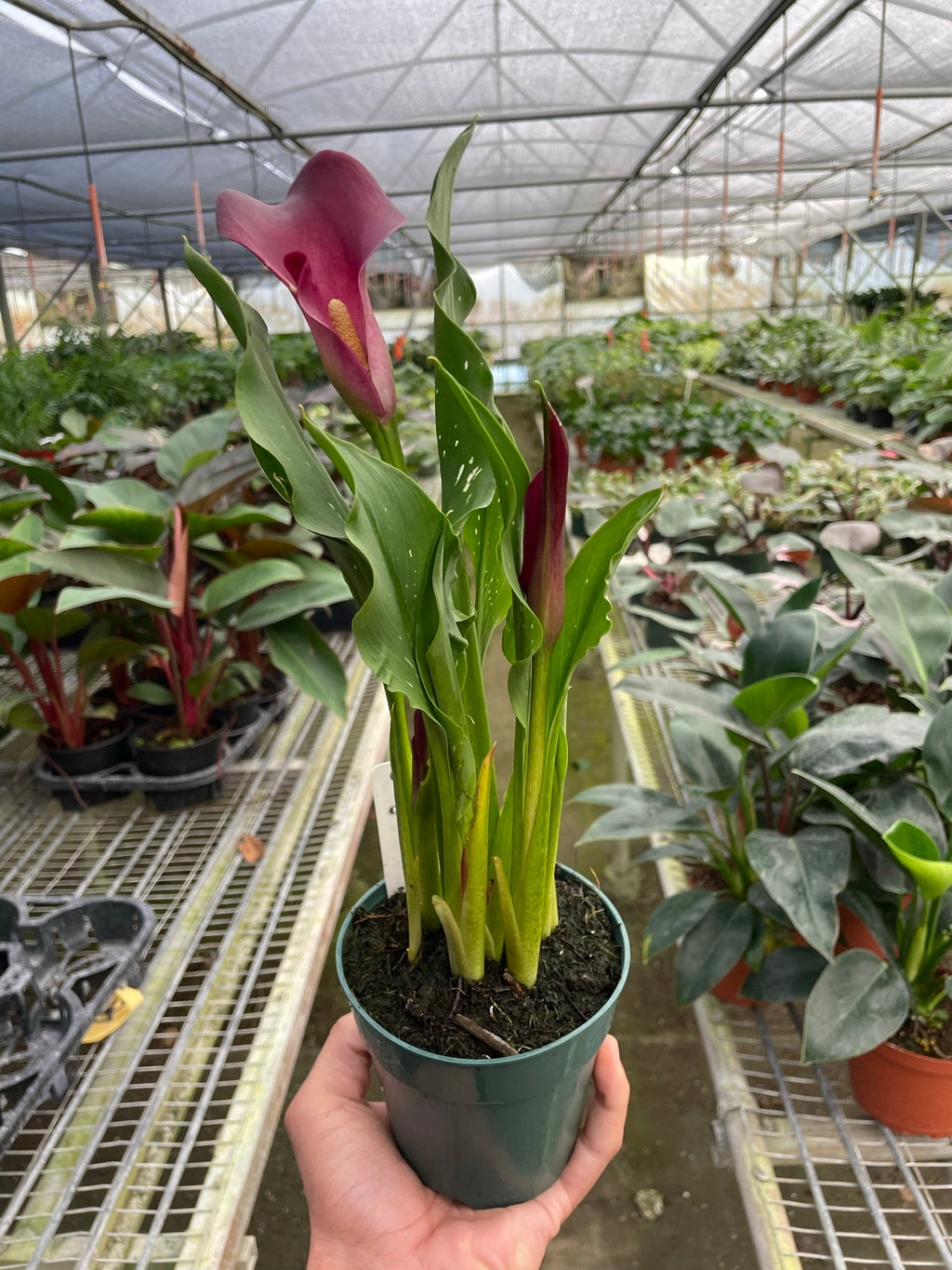 Calla Lily - House Plant Shop