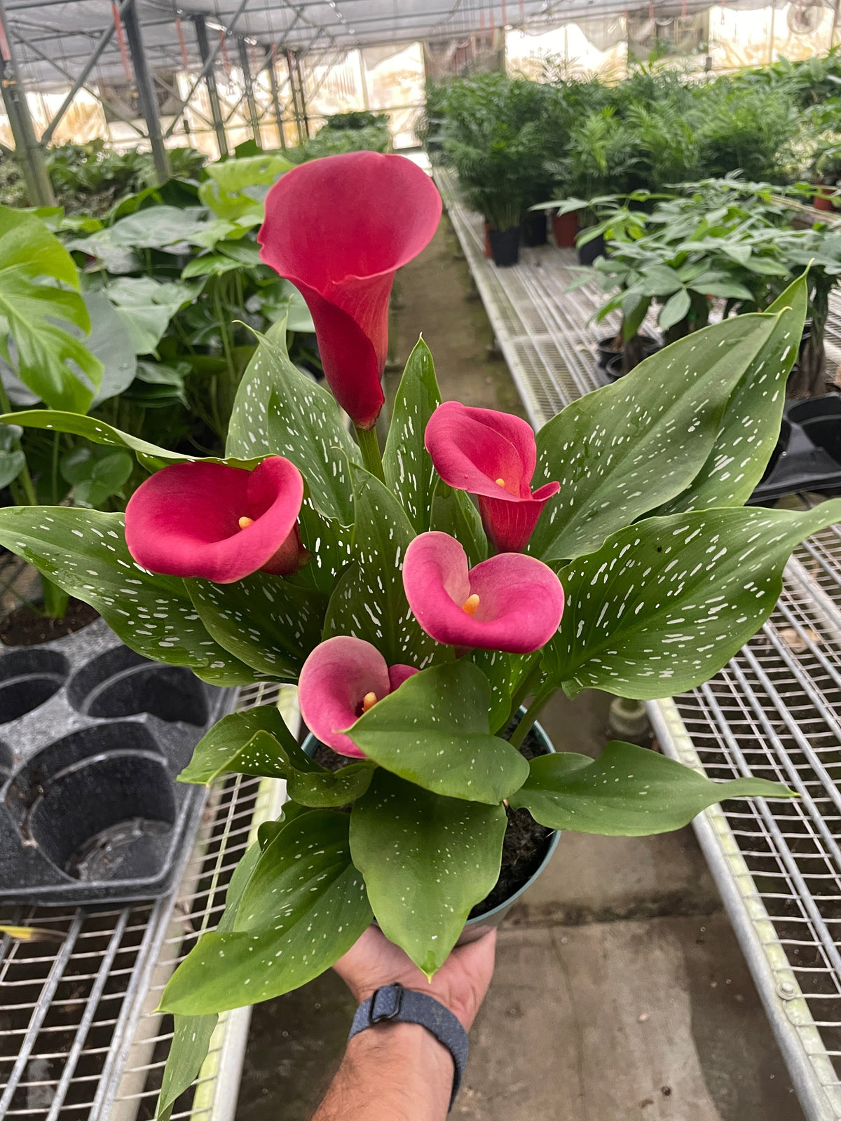 Calla Lily - House Plant Shop