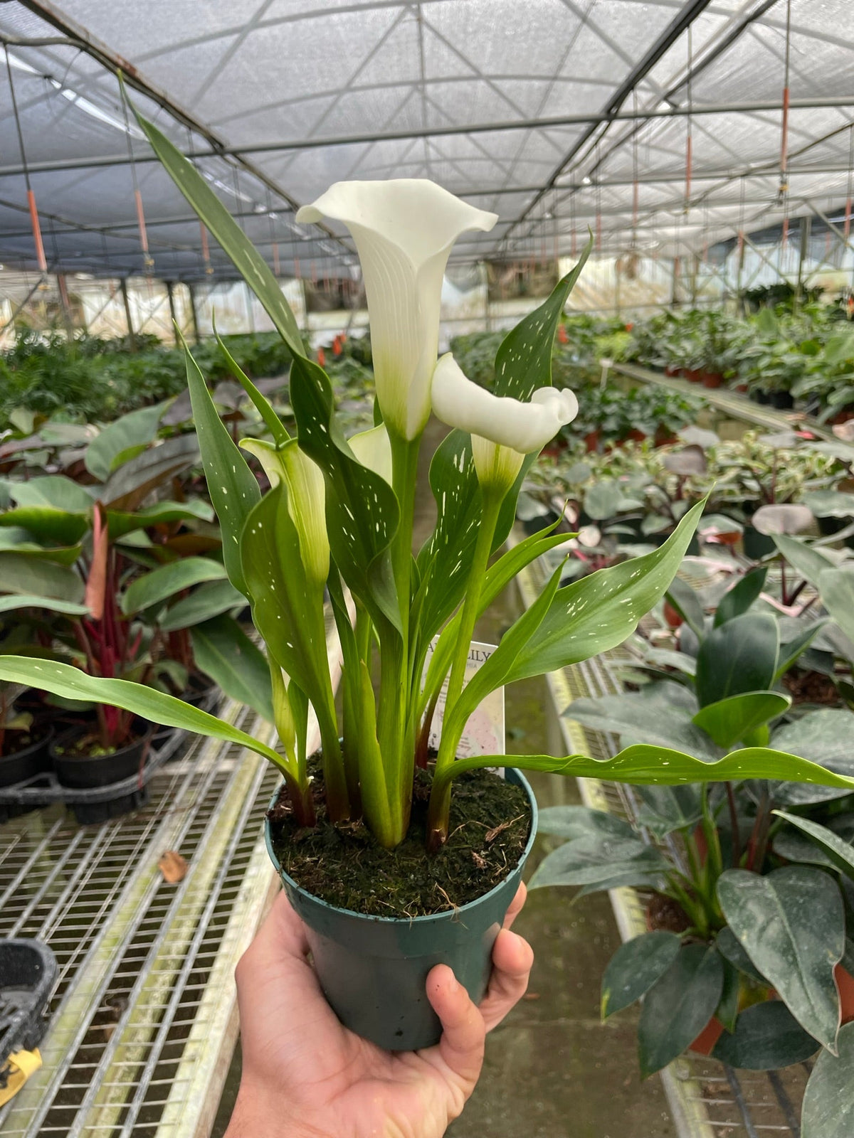 Calla Lily - House Plant Shop