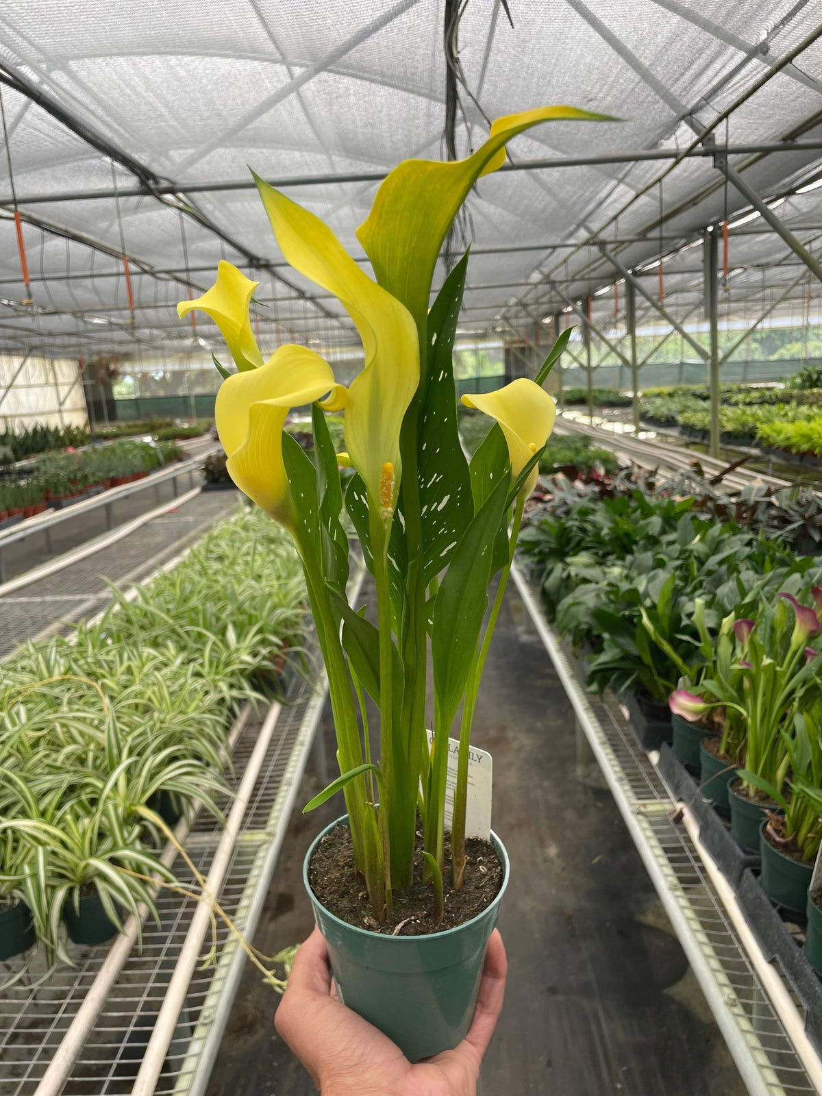 Calla Lily - House Plant Shop