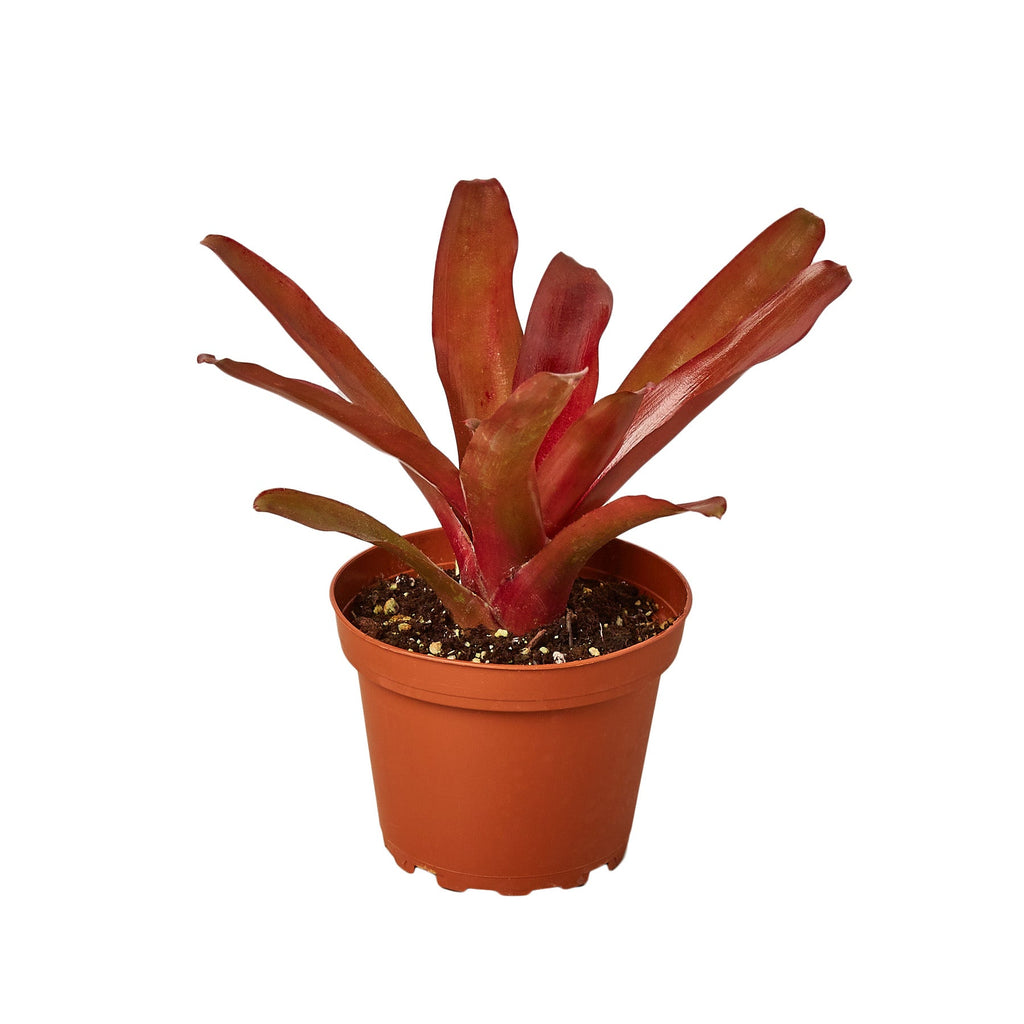 Bromeliad 'Fireball' - House Plant Shop