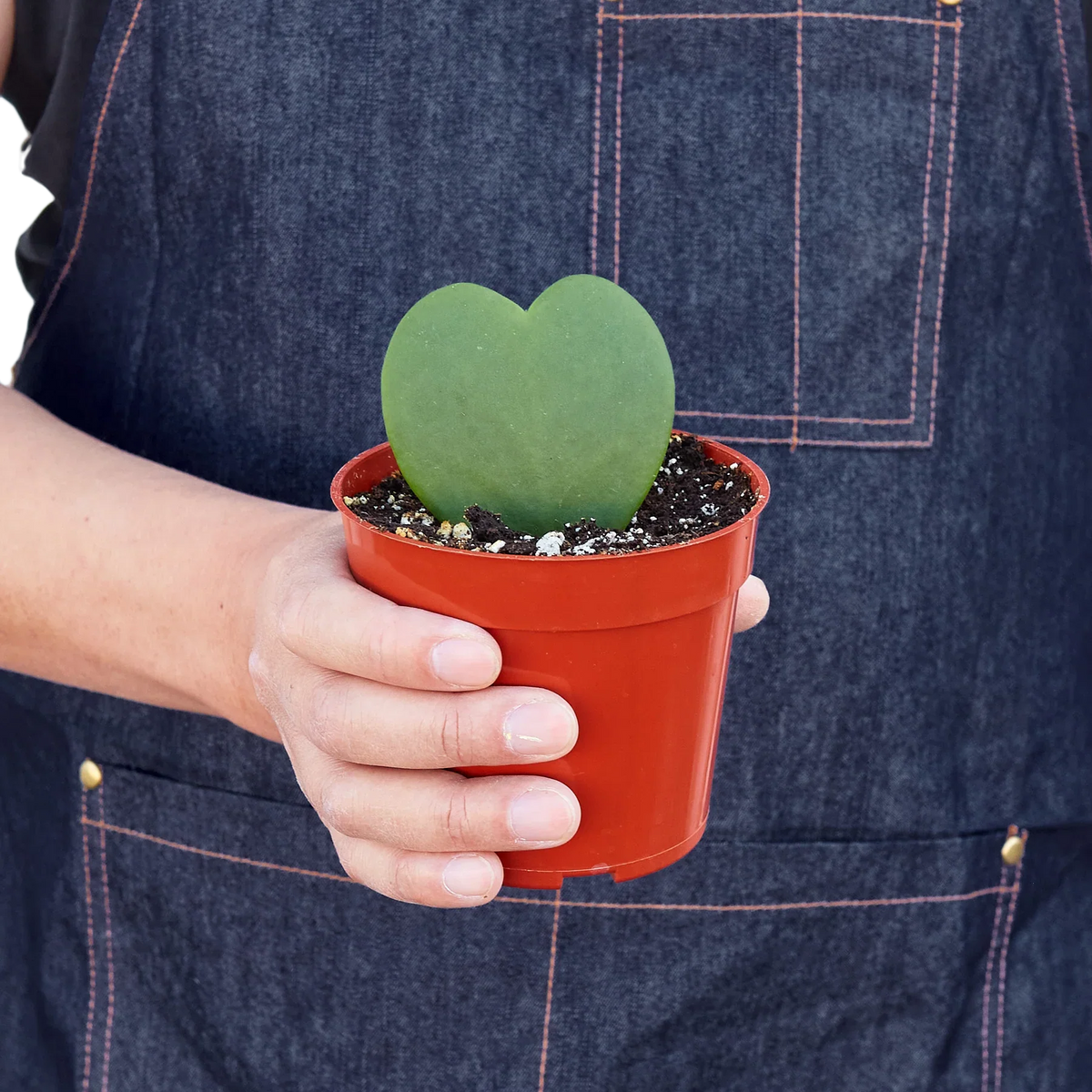 Hoya Sweetheart - House Plant Shop