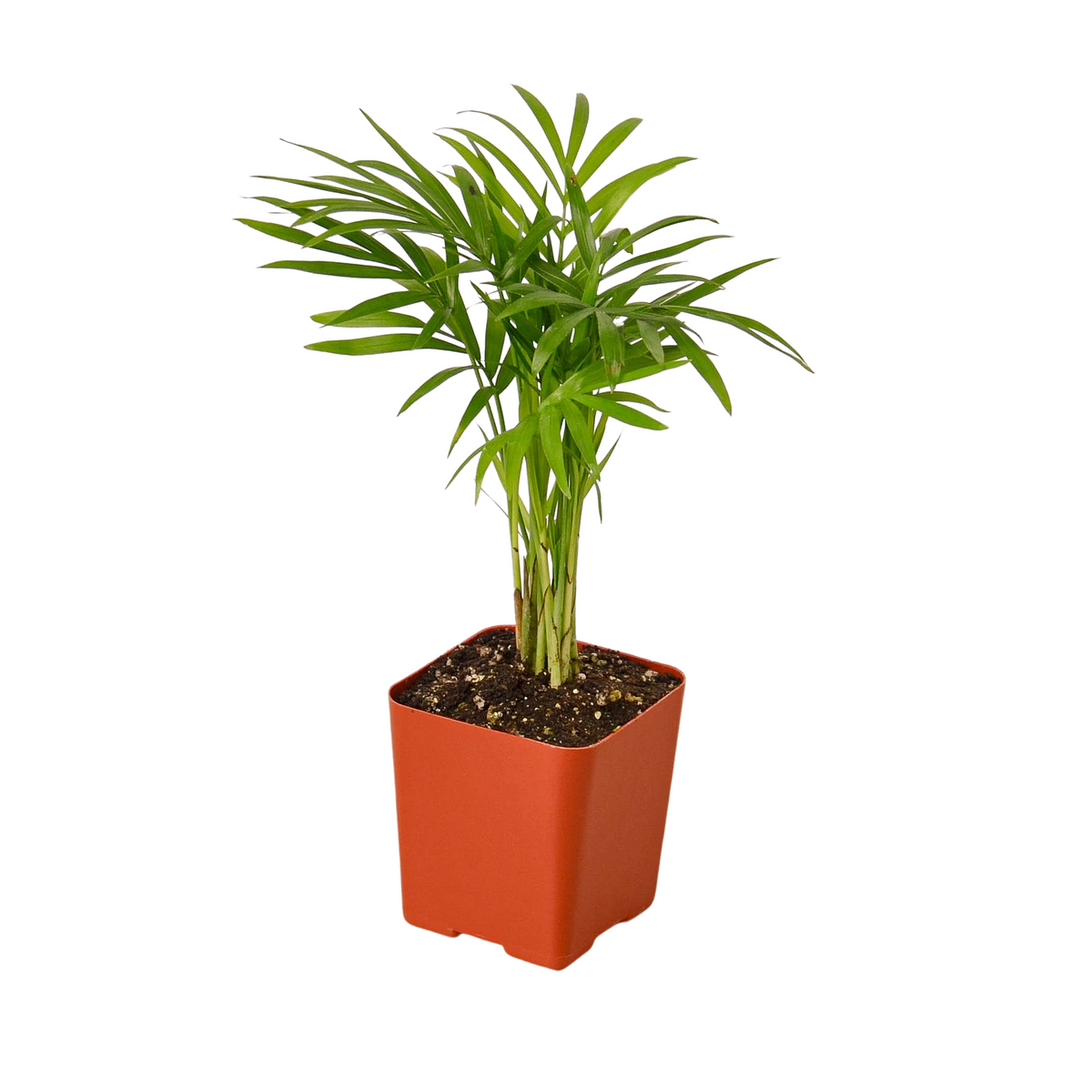 3" Tropical Plant Variety Bundle - House Plant Shop