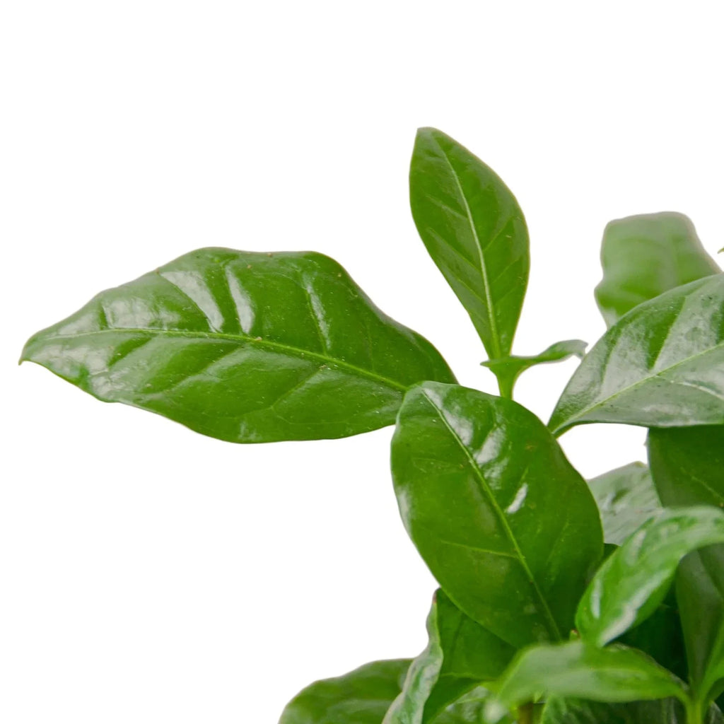 Arabica Coffee - House Plant Shop