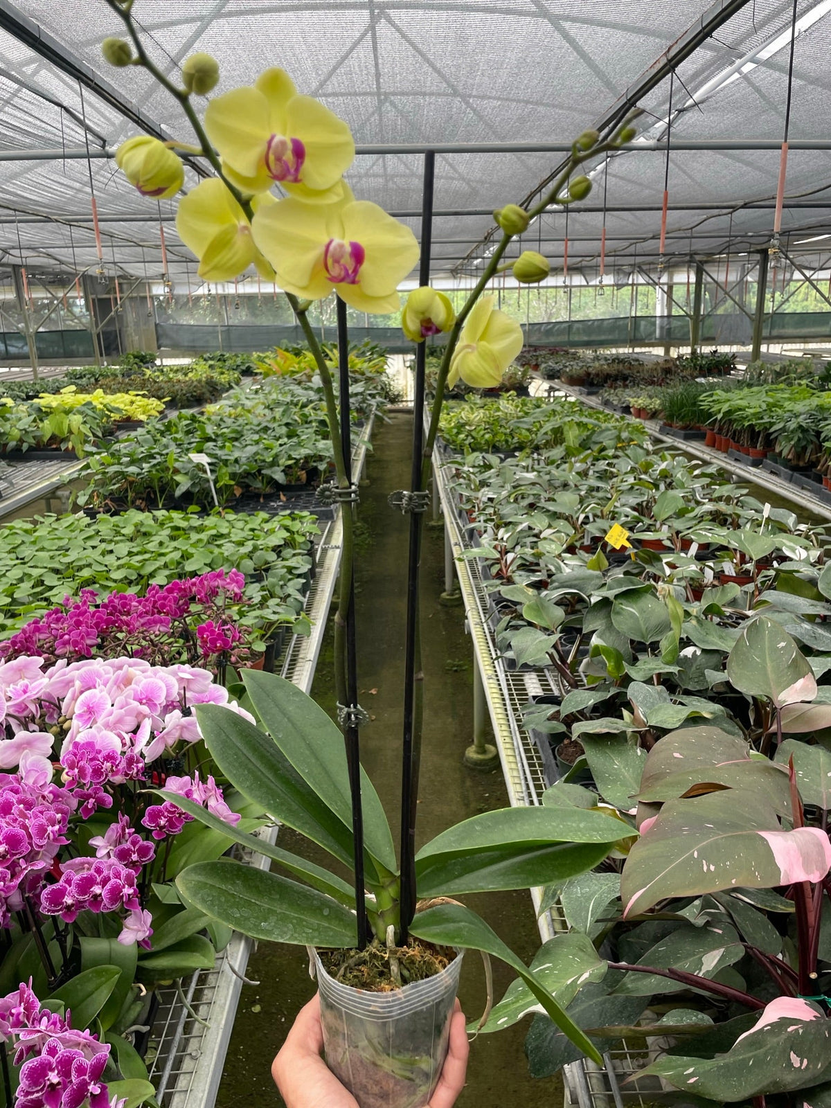 Orchid 'Yellow Phalaenopsis' - House Plant Shop