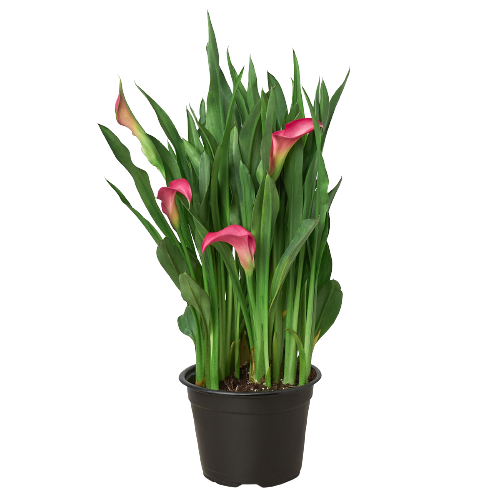 Calla Lily - House Plant Shop