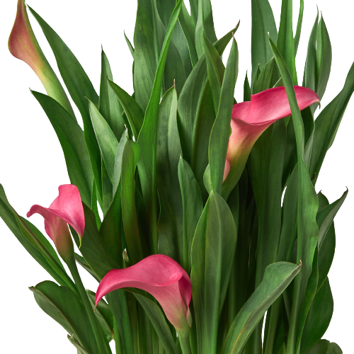 Calla Lily - House Plant Shop