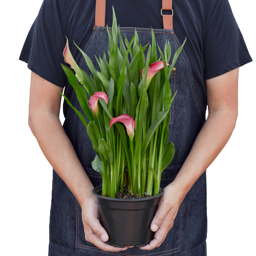 Calla Lily - House Plant Shop