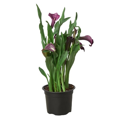 Calla Lily - House Plant Shop