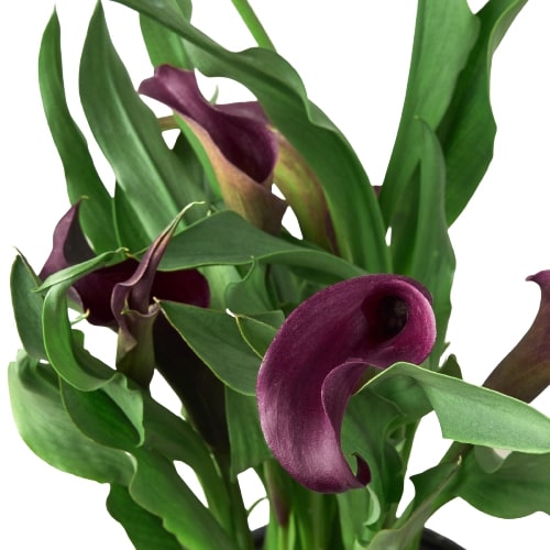 Calla Lily - House Plant Shop