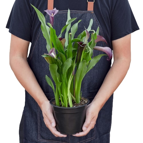 Calla Lily - House Plant Shop