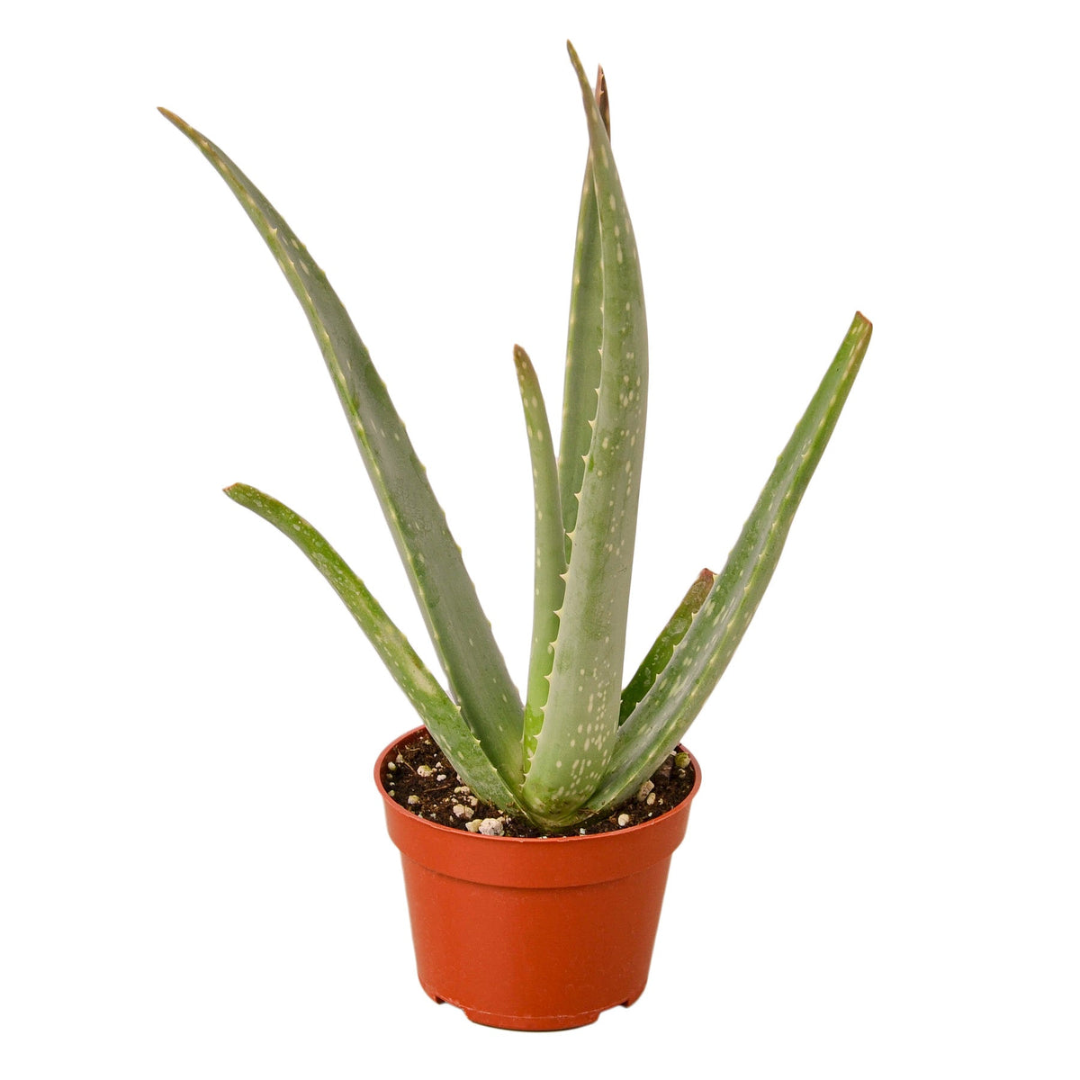 Aloe Vera - House Plant Shop
