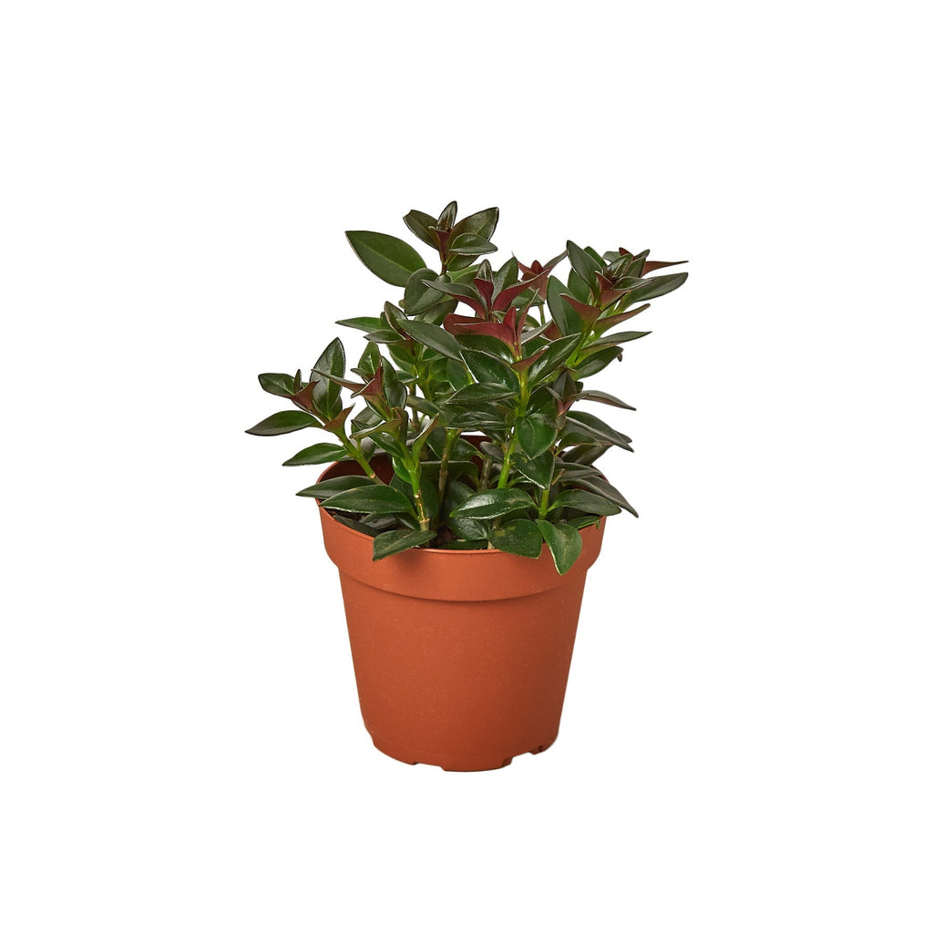 Nematanthus Black Goldfish Plant - House Plant Shop