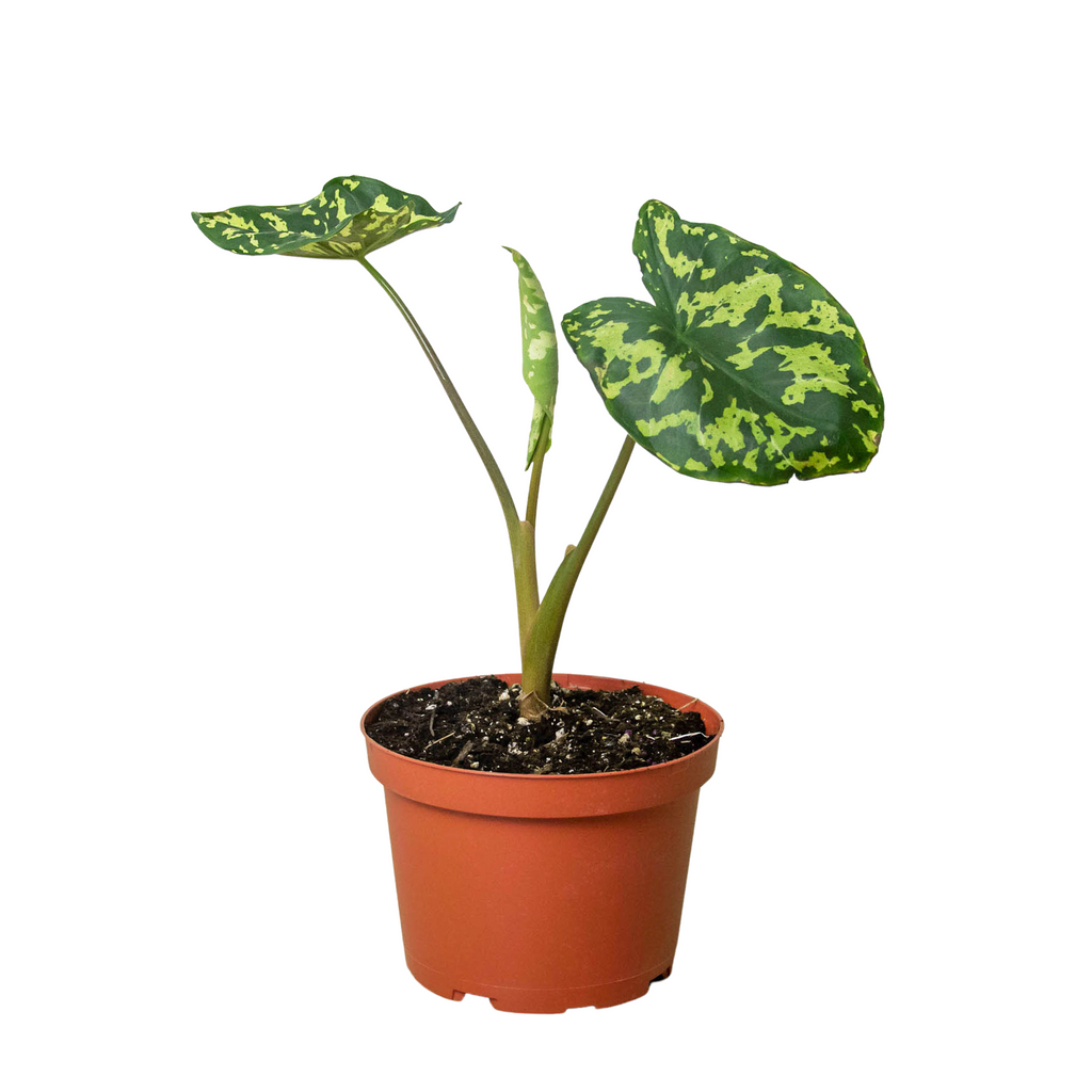 Alocasia 'Hilo Beauty' - House Plant Shop