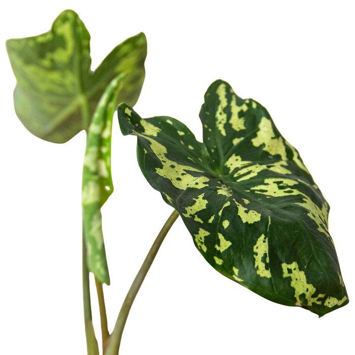 Alocasia 'Hilo Beauty' - House Plant Shop