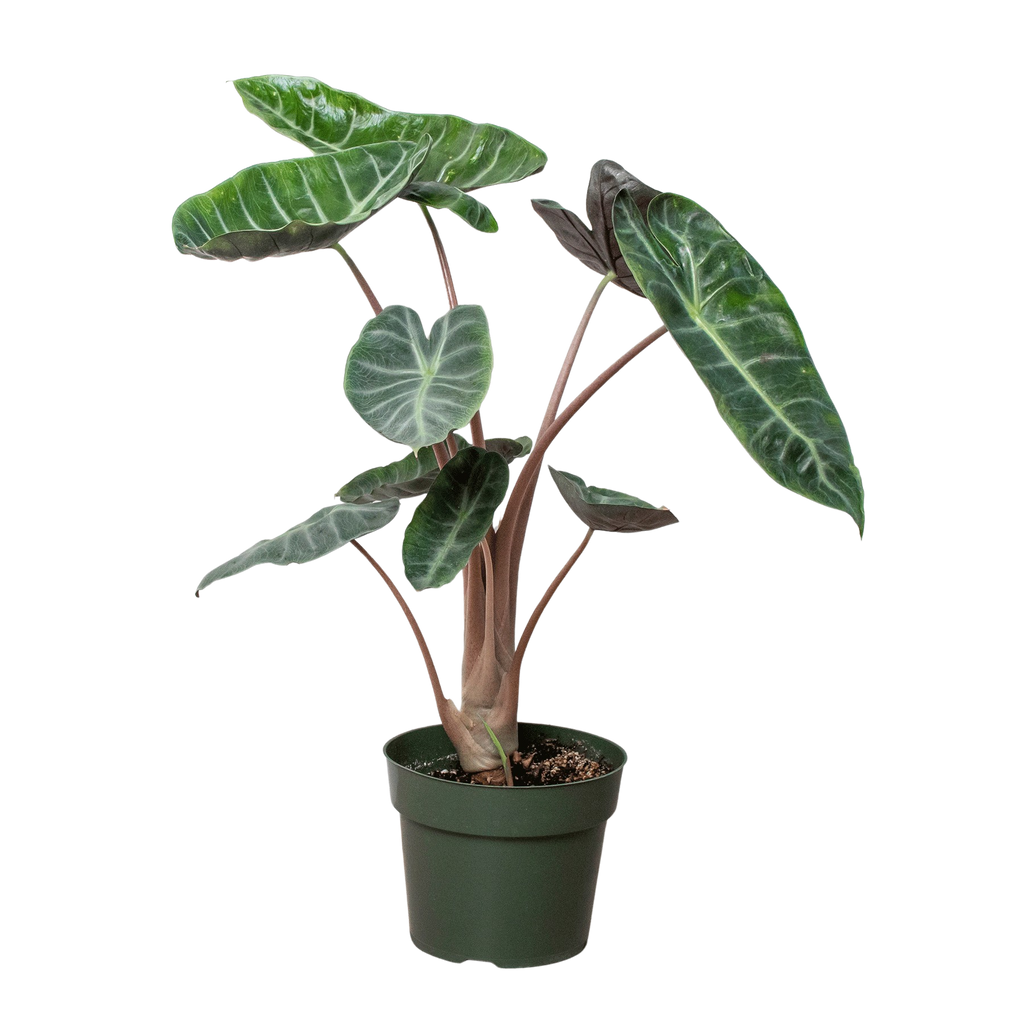 Alocasia Pink Dragon - House Plant Shop