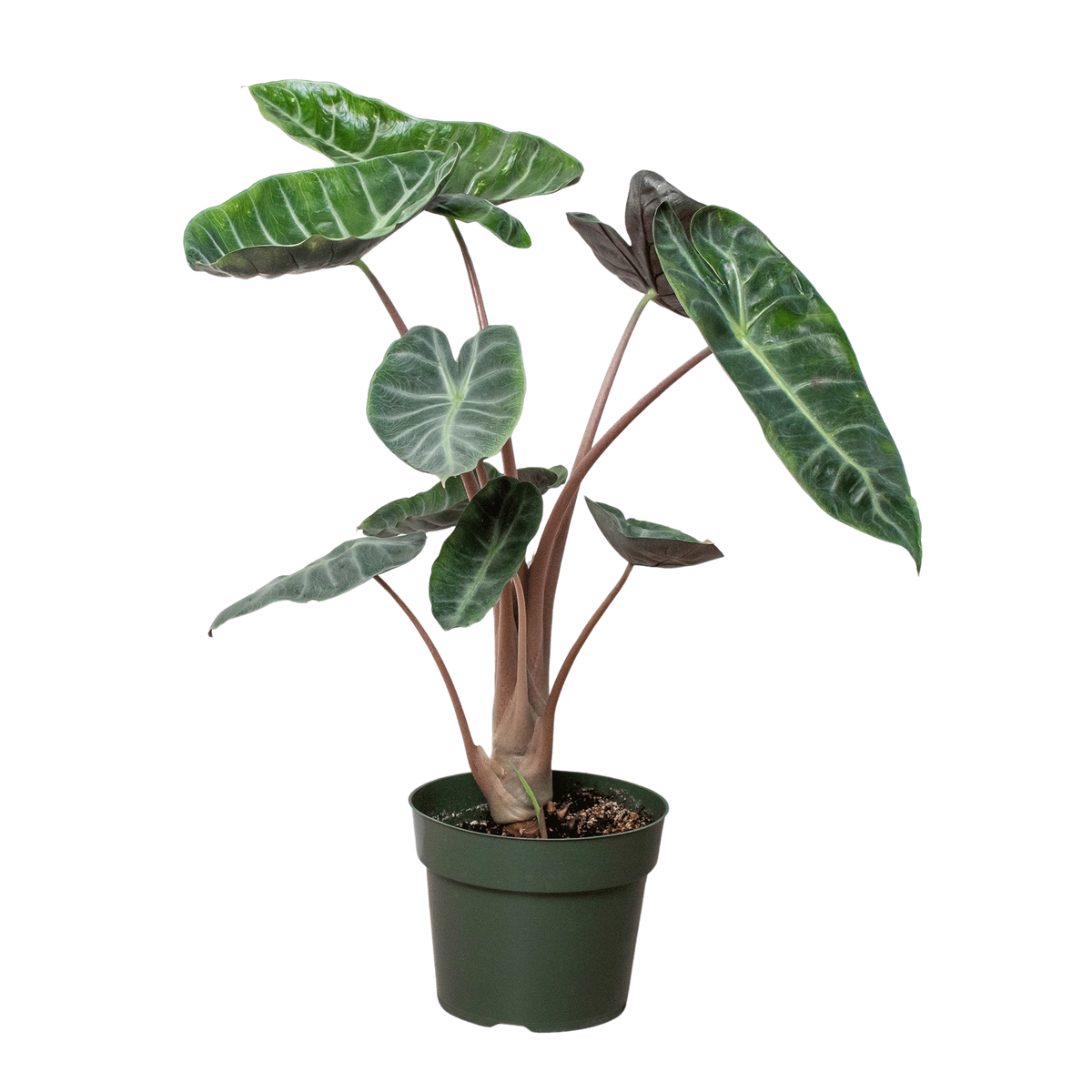 Alocasia Pink Dragon - House Plant Shop