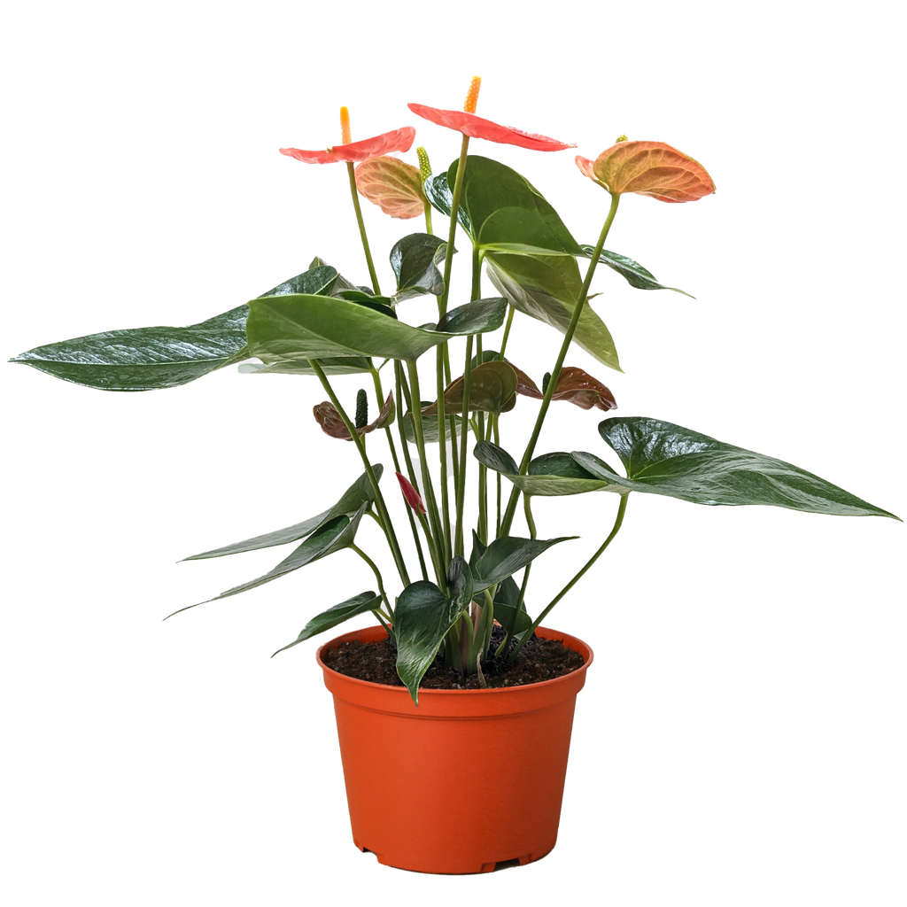 Anthurium 'Orange' - House Plant Shop
