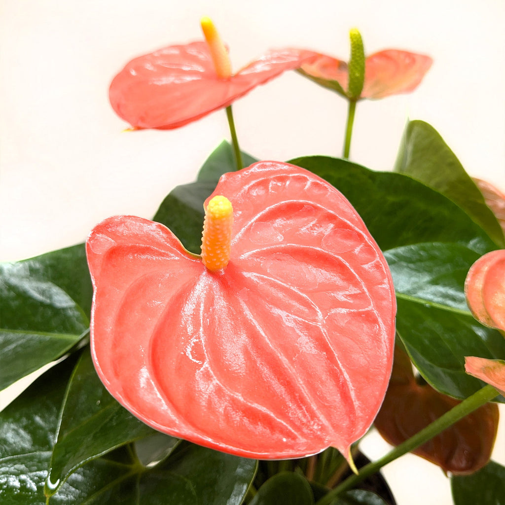 Anthurium 'Orange' - House Plant Shop
