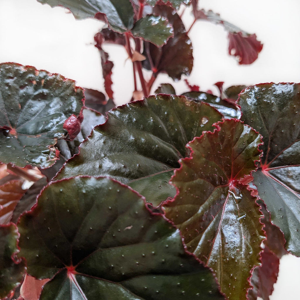 Begonia 'Black Magic' - House Plant Shop