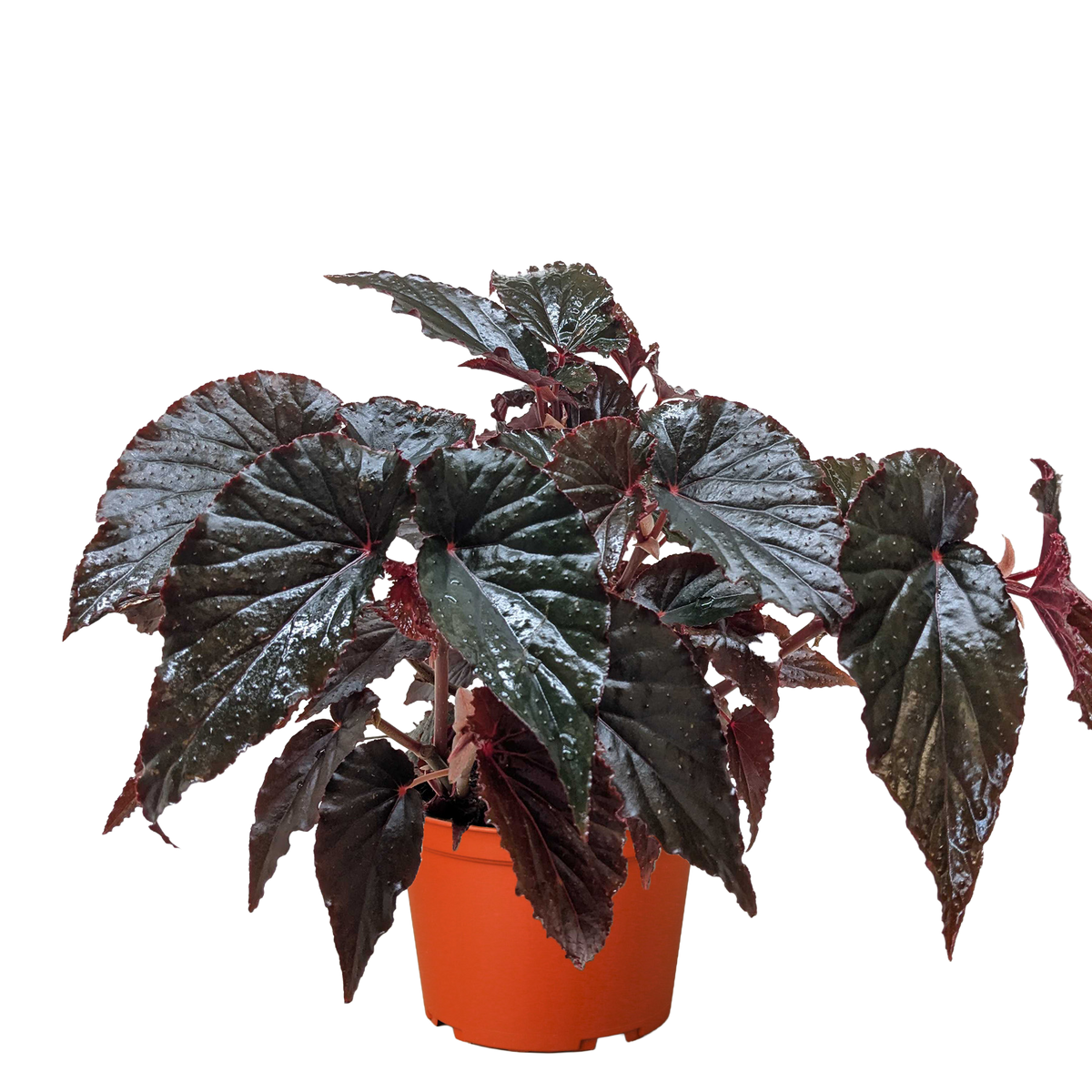 Begonia 'Black Magic' - House Plant Shop