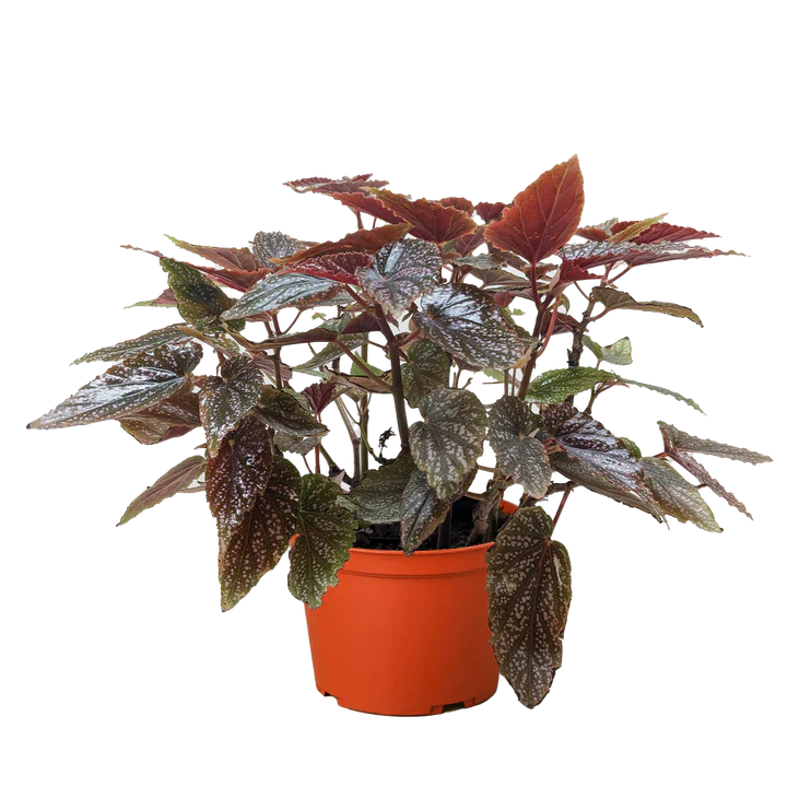 Begonia 'Corallina' - House Plant Shop