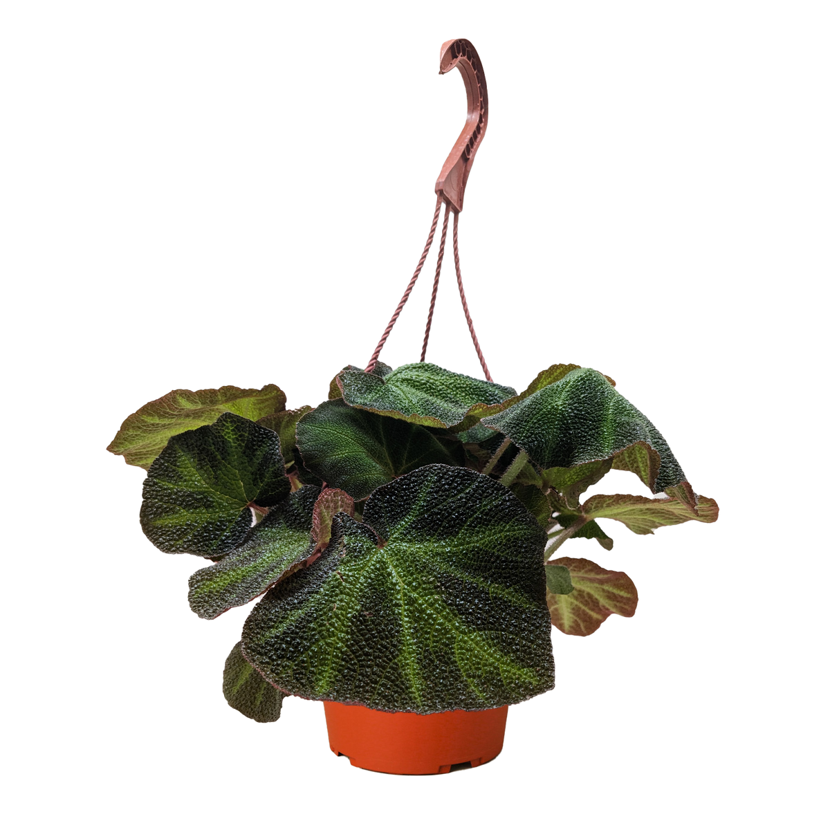 Begonia 'Soli Mutata' - House Plant Shop