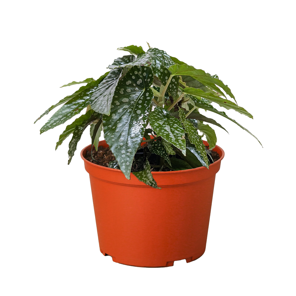 Begonia 'White Ice' - House Plant Shop
