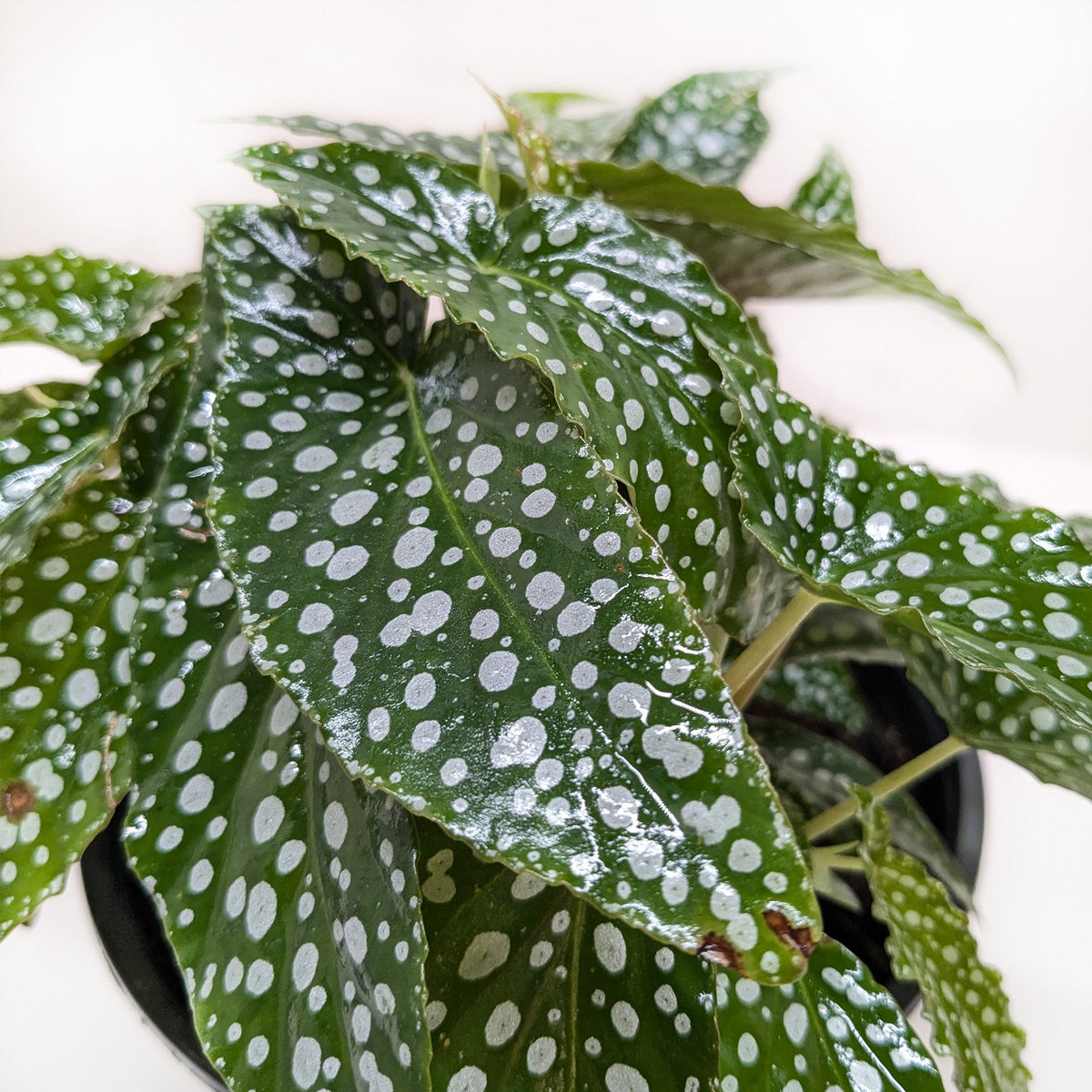 Begonia 'White Ice' - House Plant Shop