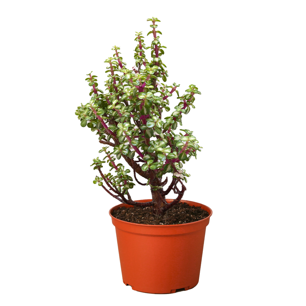 Bonsai Jade Dwarf Rainbow - House Plant Shop