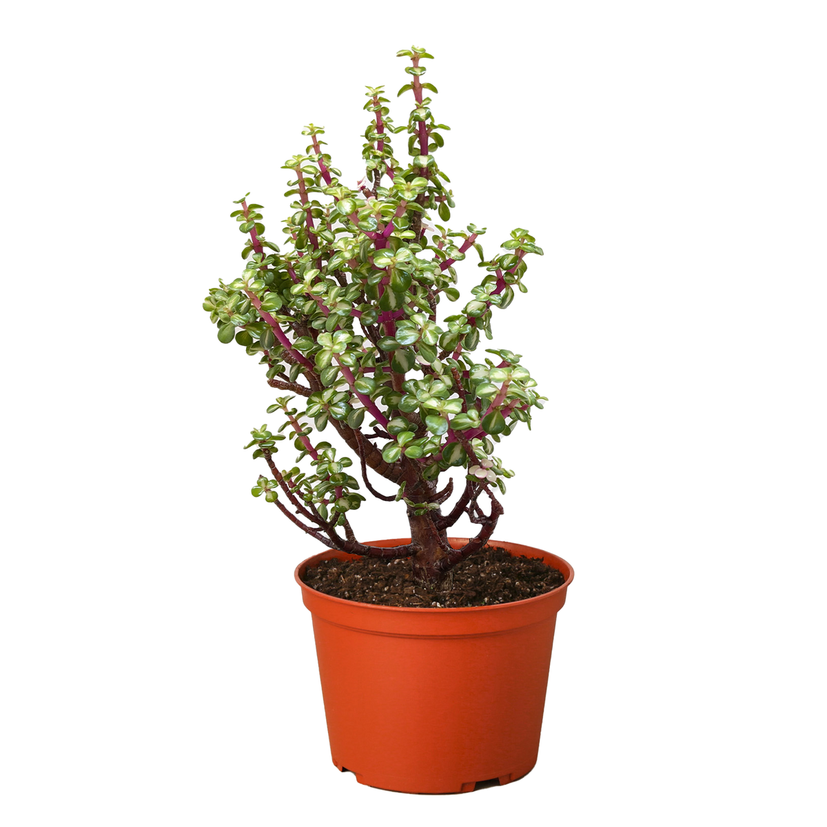 Bonsai Jade Dwarf Rainbow - House Plant Shop