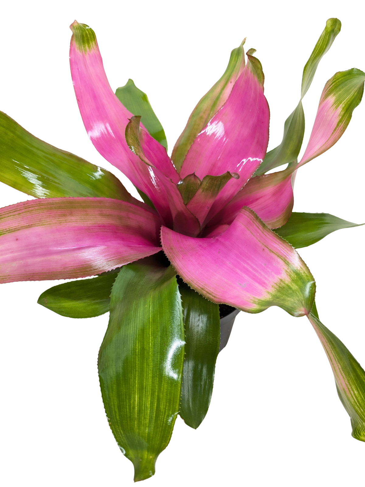 Bromeliad 'Donna' - House Plant Shop