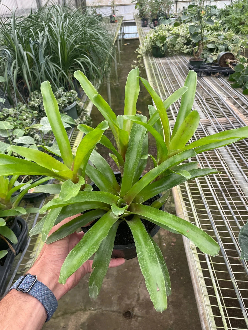 Bromeliad 'Fireball' - House Plant Shop