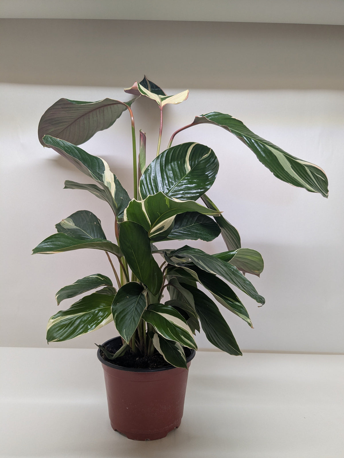 Calathea 'Princess Dalya' - House Plant Shop