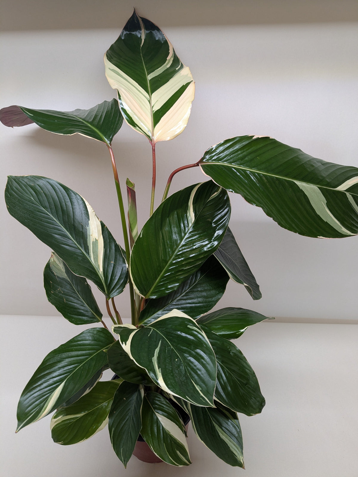 Calathea 'Princess Dalya' - House Plant Shop