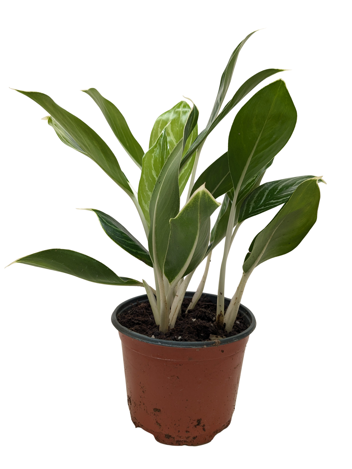 Chinese Evergreen 'Snow Cap' - House Plant Shop