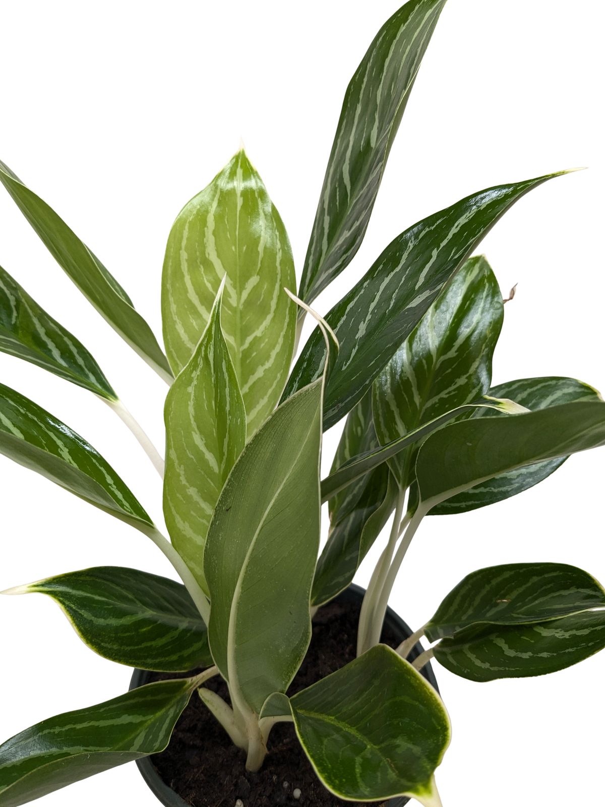 Chinese Evergreen 'Snow Cap' - House Plant Shop