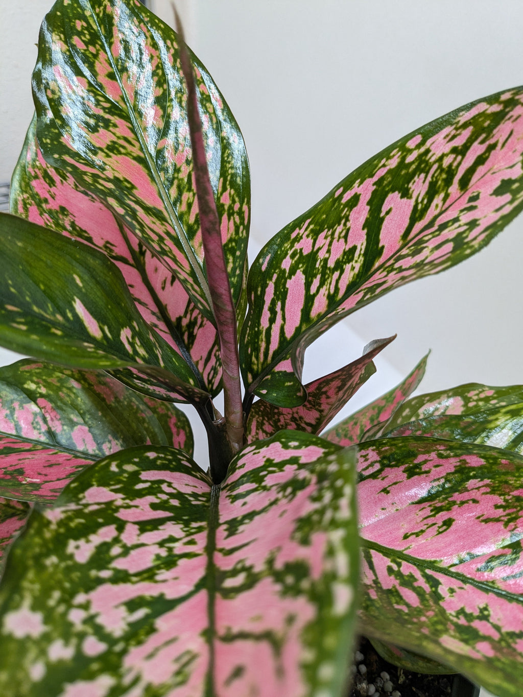 Chinese Evergreen 'Wishes' - House Plant Shop