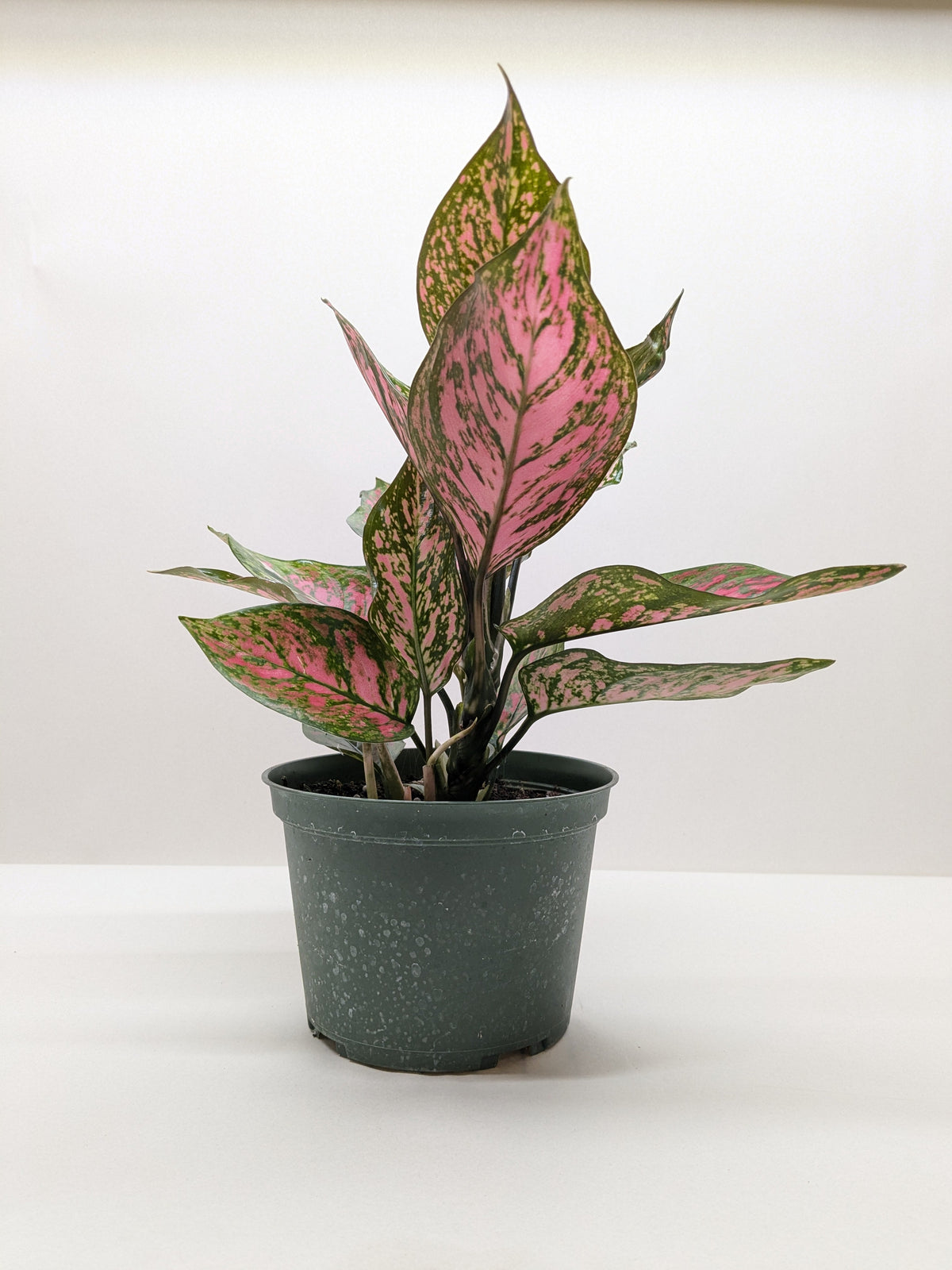 Chinese Evergreen 'Wishes' - House Plant Shop