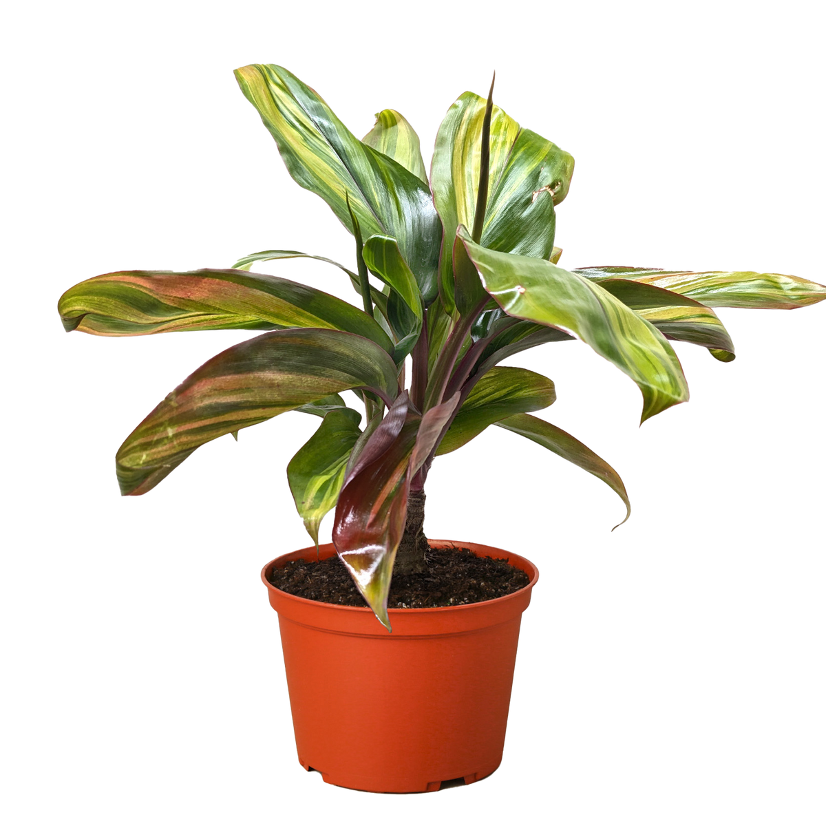 Cordyline Willies Gold - House Plant Shop