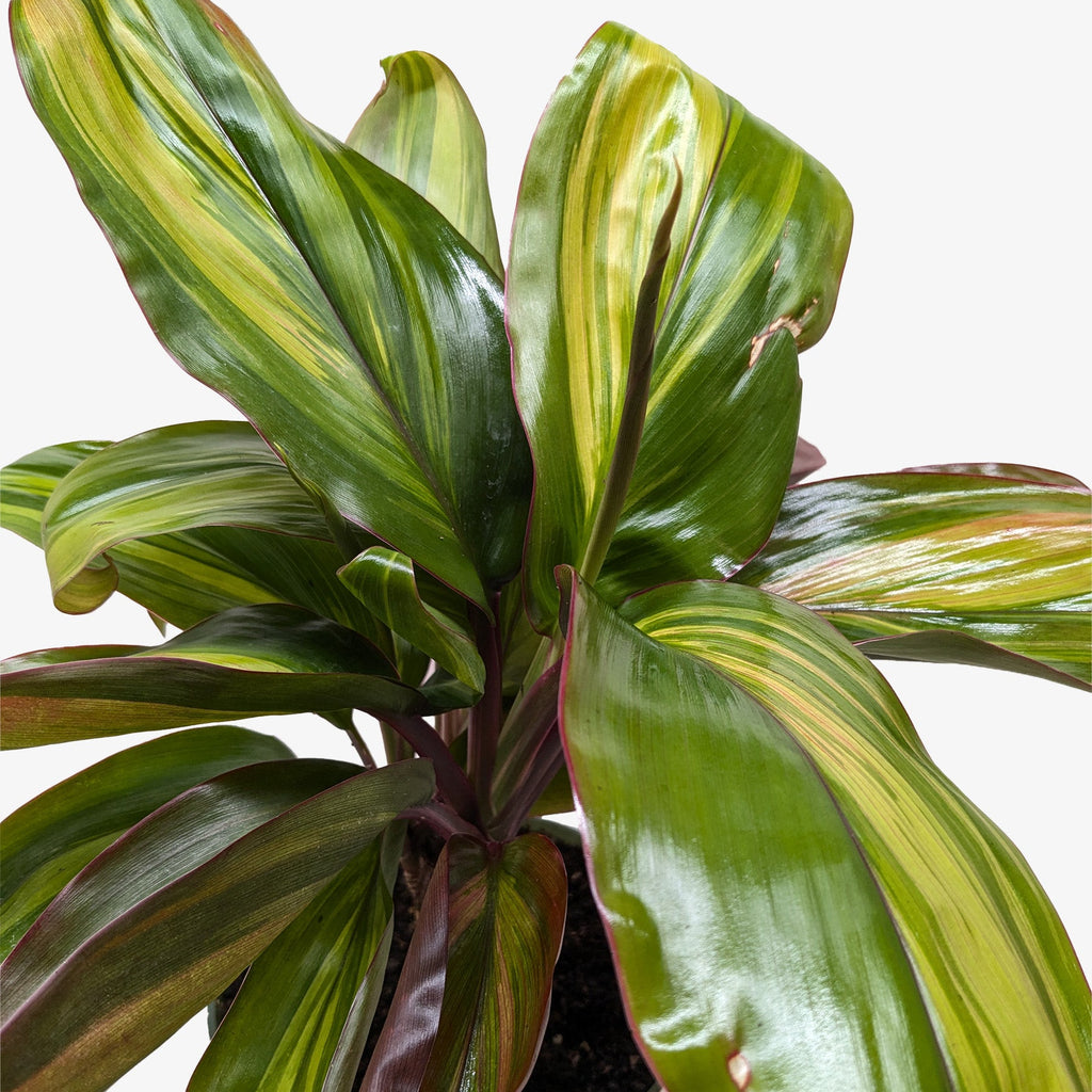 Cordyline Willies Gold - House Plant Shop
