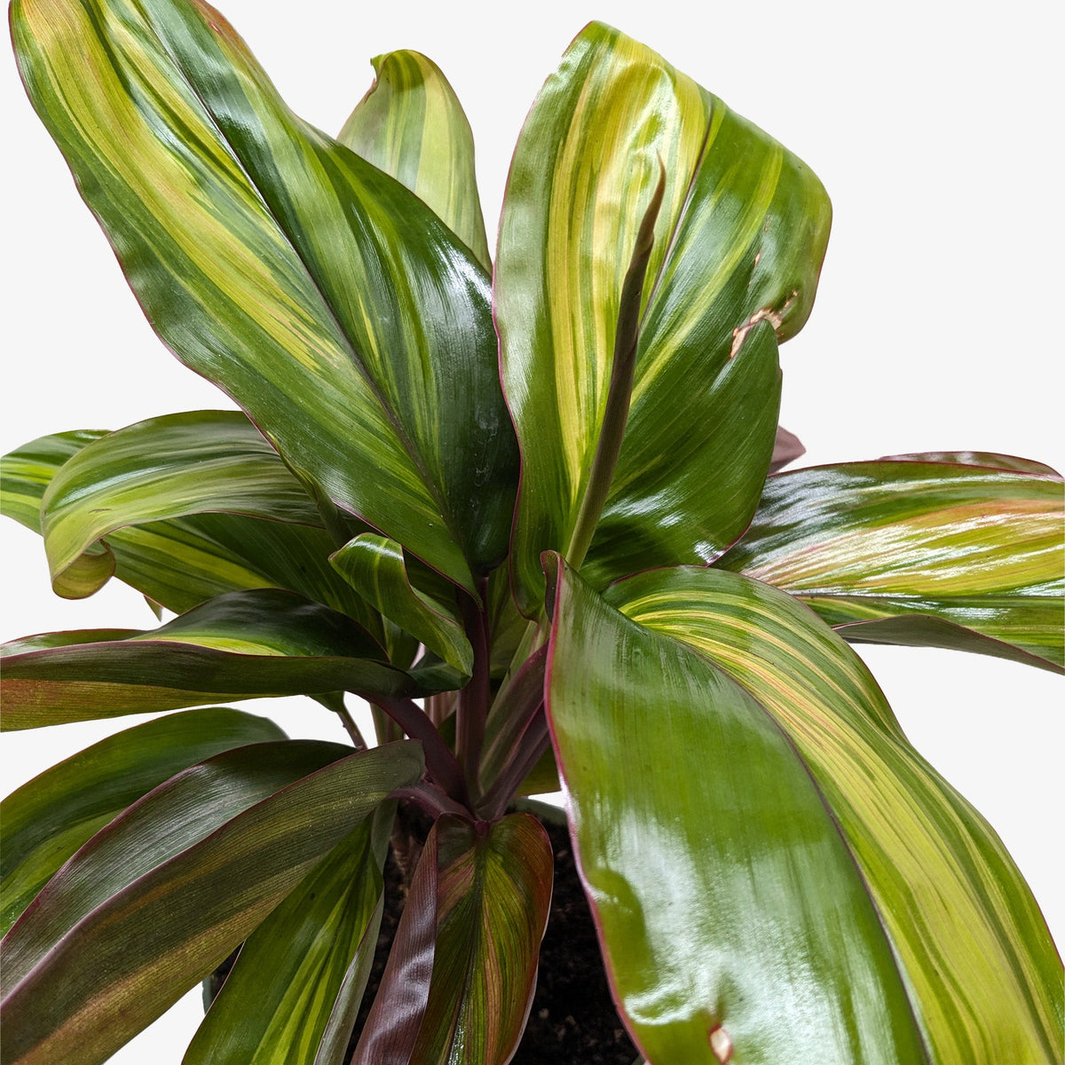 Cordyline Willies Gold - House Plant Shop