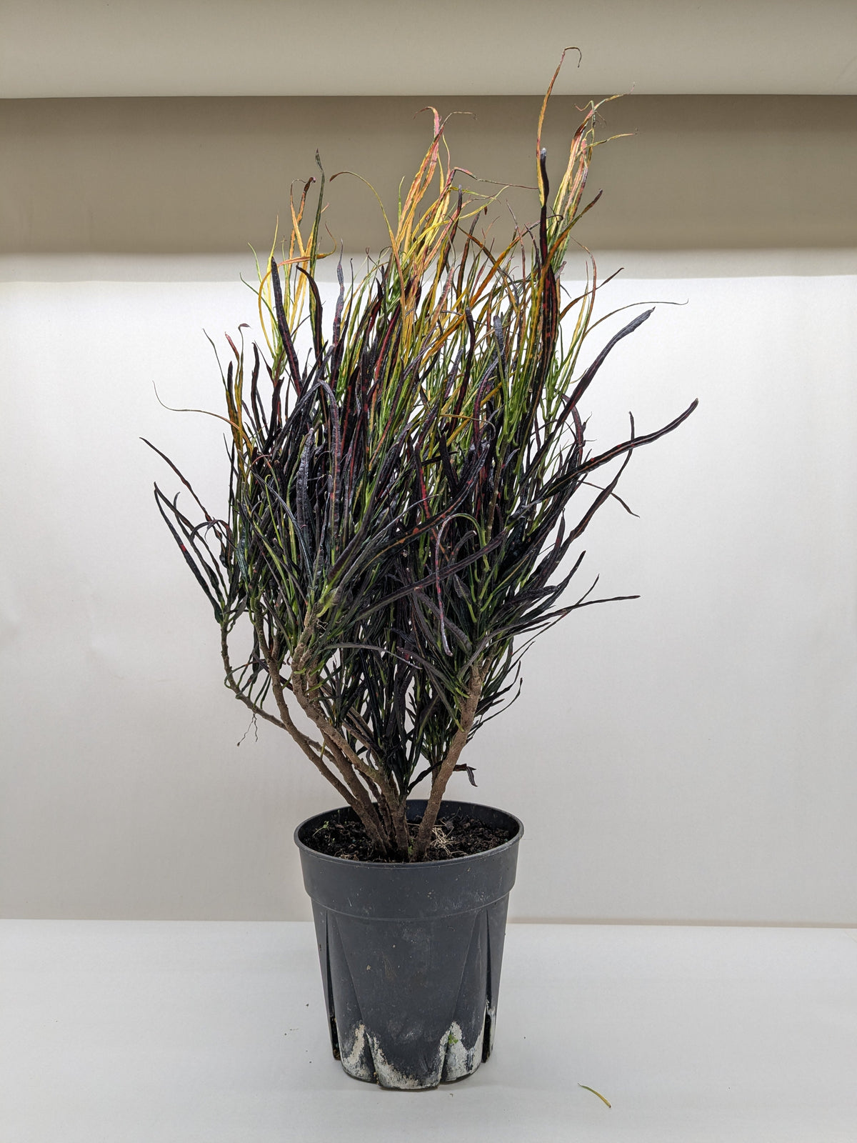 Croton 'Picasso' - House Plant Shop