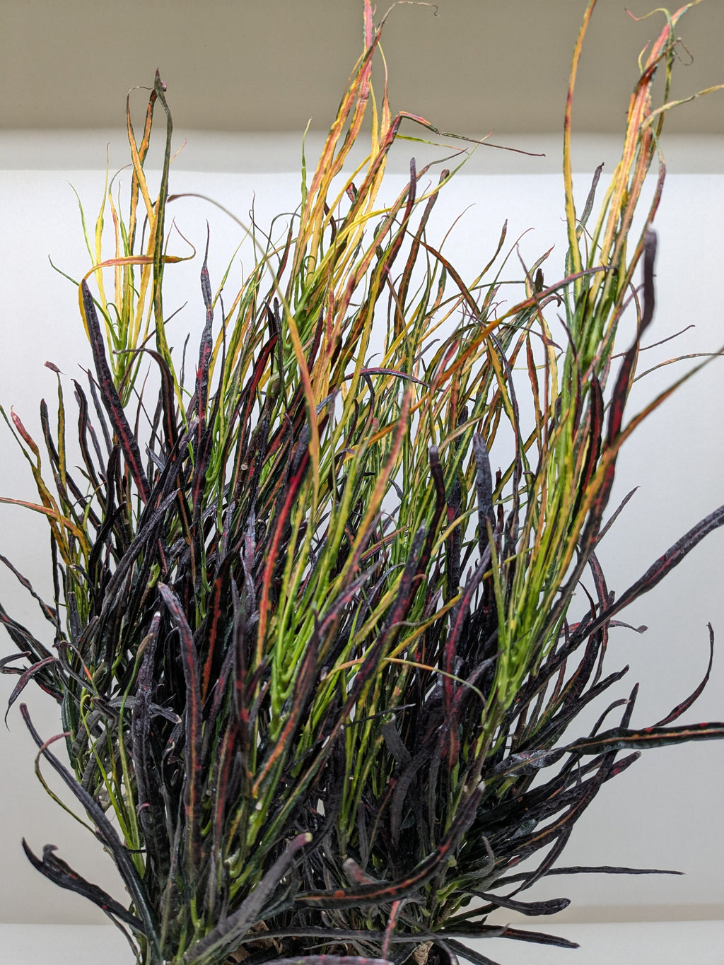 Croton 'Picasso' - House Plant Shop