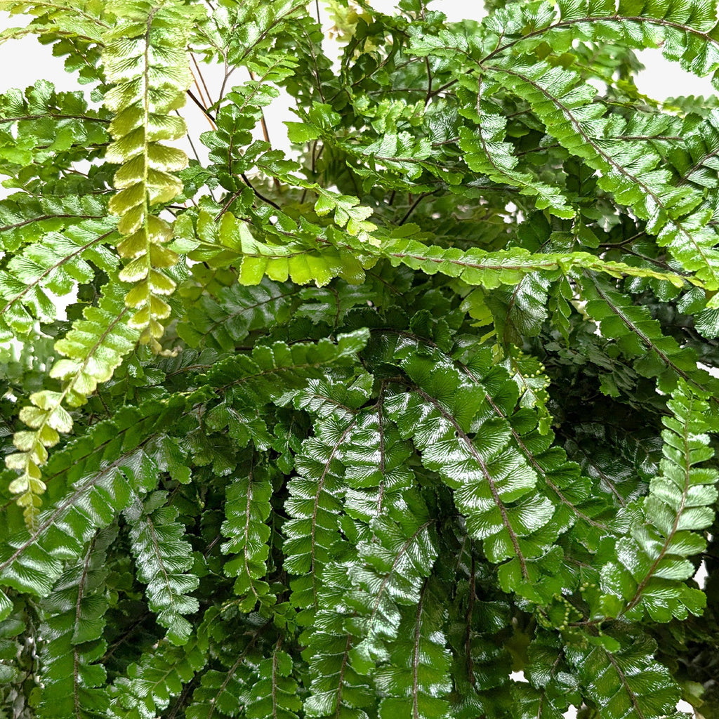 Fern Rosy Maidenhair - House Plant Shop