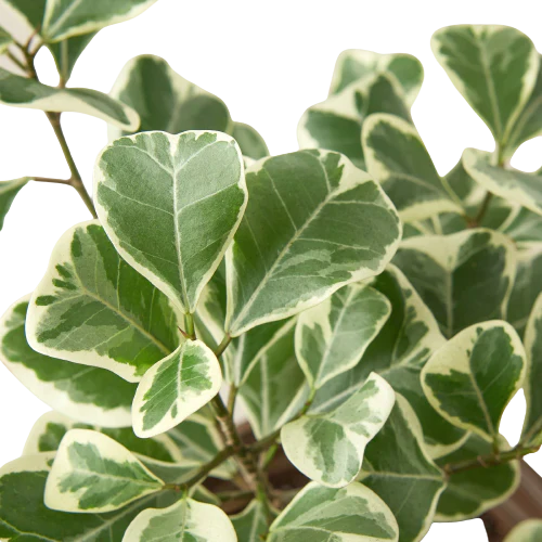Ficus Elastica 'Triangularis' Variegated - House Plant Shop